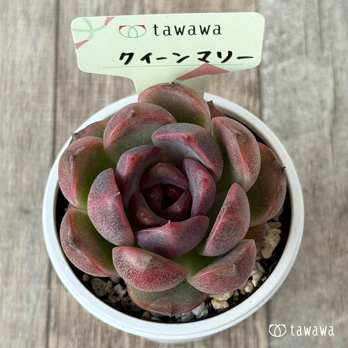 New Arrivals: Ice Green