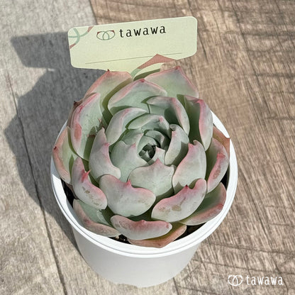 72. ＊新発売＊　名前のない苗 4　【tawawaハウス苗】