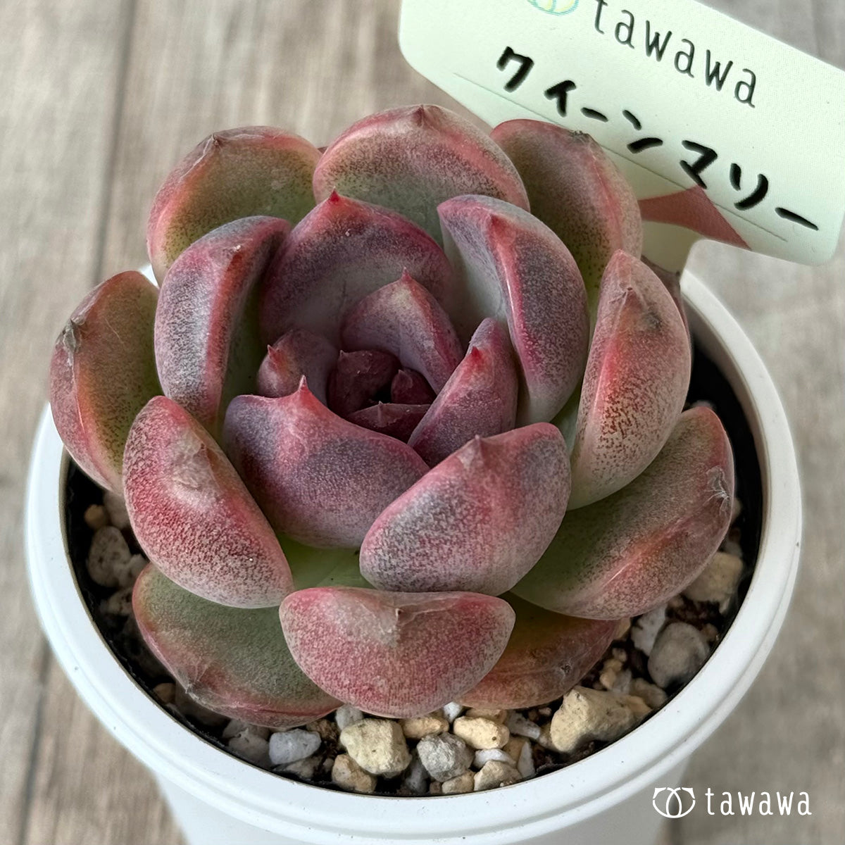 New Arrivals: Ice Green