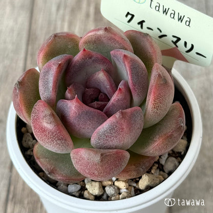 New Arrivals: Ice Green