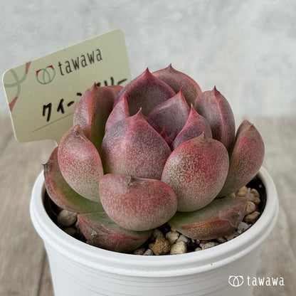 New Arrivals: Ice Green