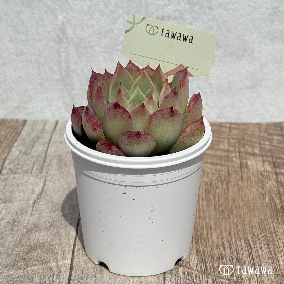 73. ＊新発売＊　名前のない苗 5　【tawawaハウス苗】