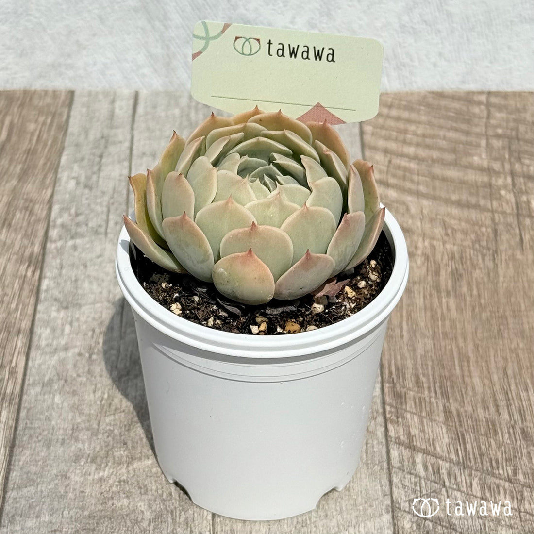 74. ＊新発売＊　名前のない苗 6　【tawawaハウス苗】