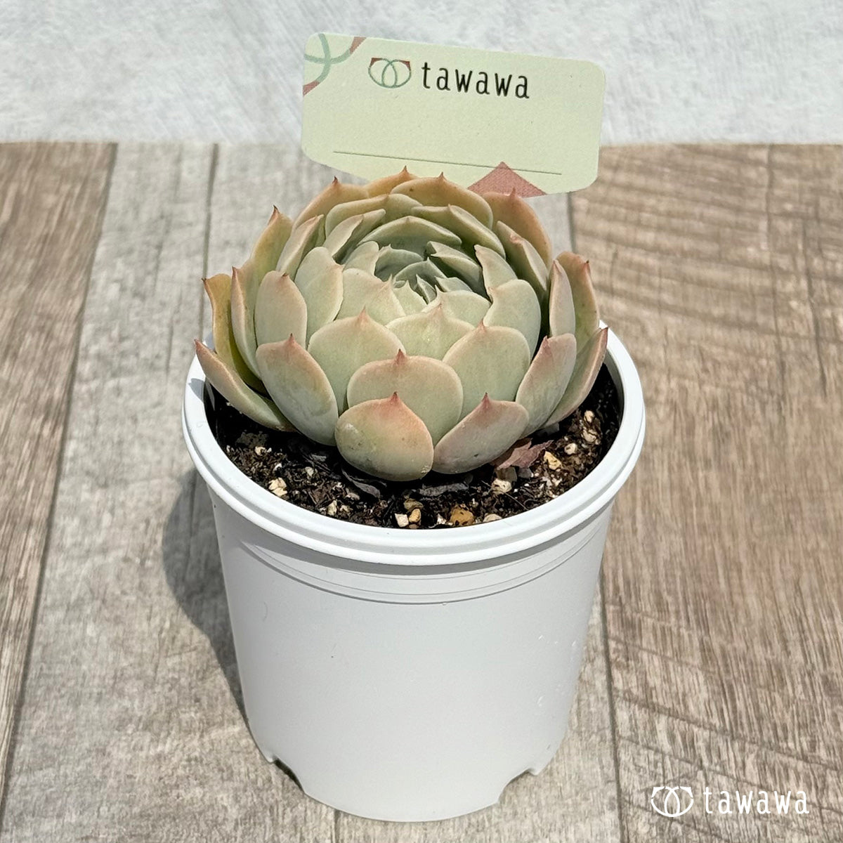 74. ＊新発売＊　名前のない苗 6　【tawawaハウス苗】