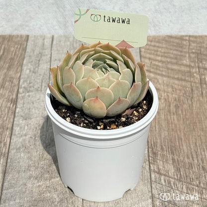 74. ＊新発売＊　名前のない苗 6　【tawawaハウス苗】