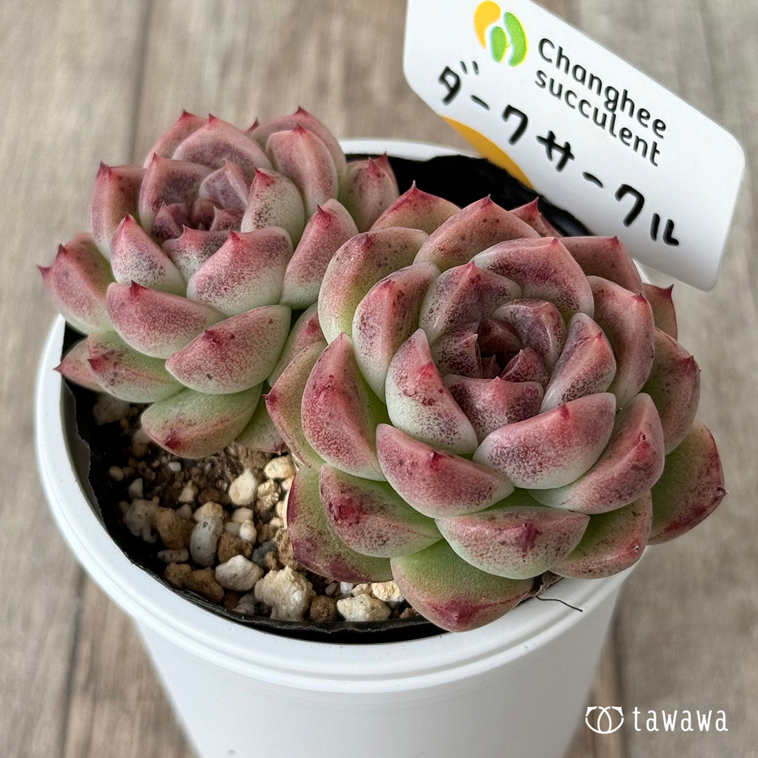 ダークサークル①（チャンヒー農園）【tawawaハウス苗】