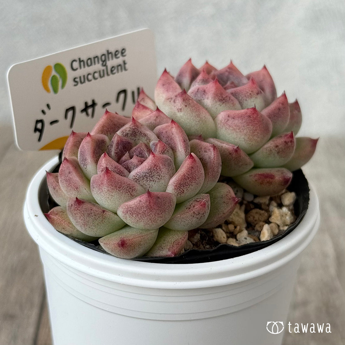 ダークサークル①（チャンヒー農園）【tawawaハウス苗】