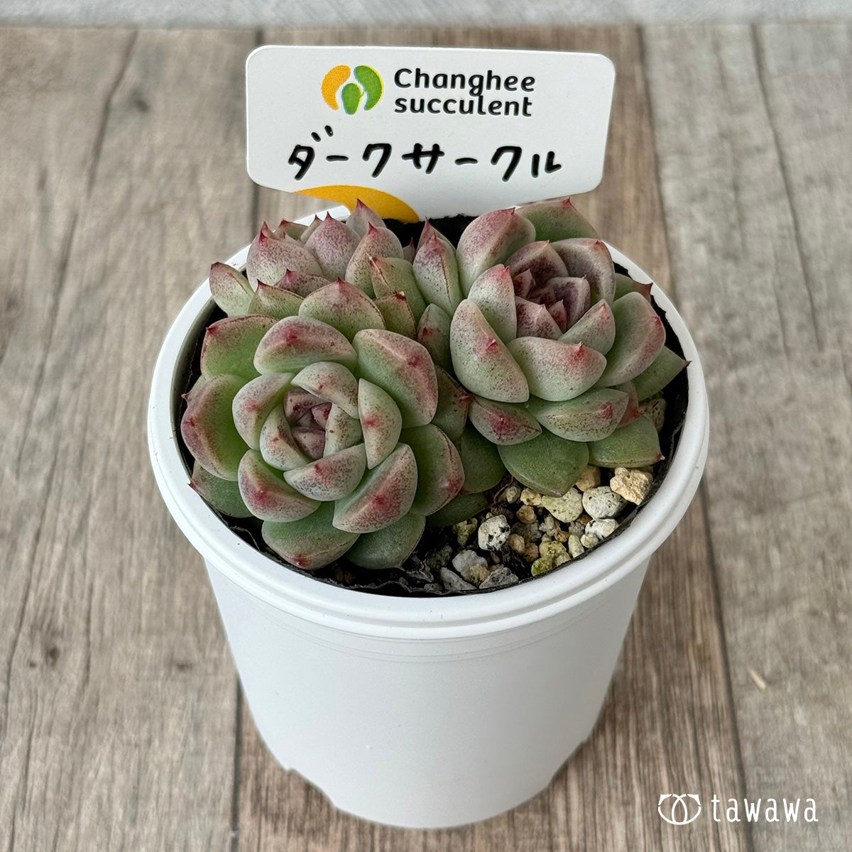 ダークサークル②（チャンヒー農園）【tawawaハウス苗】