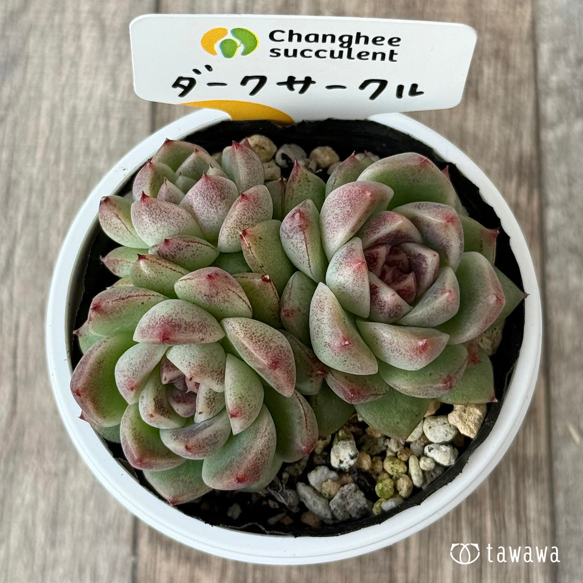 ダークサークル②（チャンヒー農園）【tawawaハウス苗】