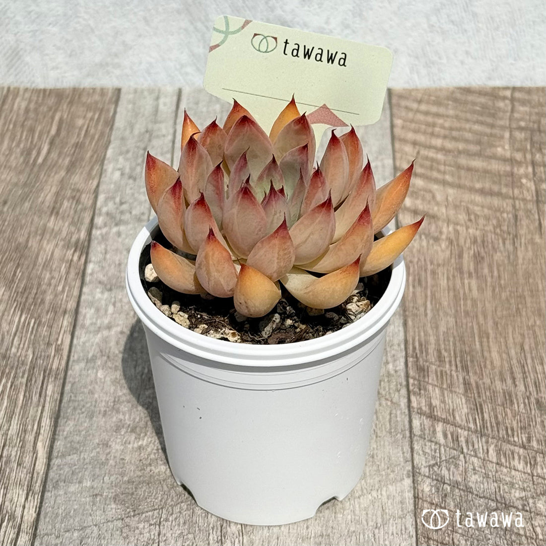 75. ＊新発売＊　名前のない苗 7　【tawawaハウス苗】