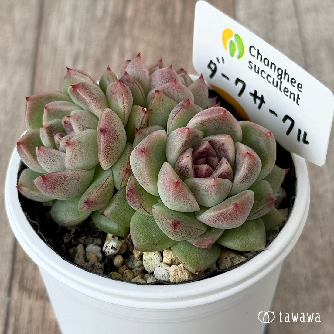 *新発売* ダークサークル②(チャンヒー農園)【tawawaハウス苗】