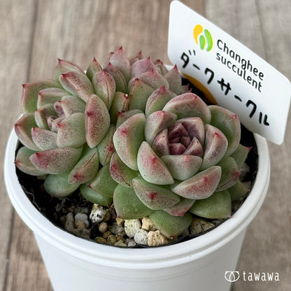 ダークサークル②（チャンヒー農園）【tawawaハウス苗】