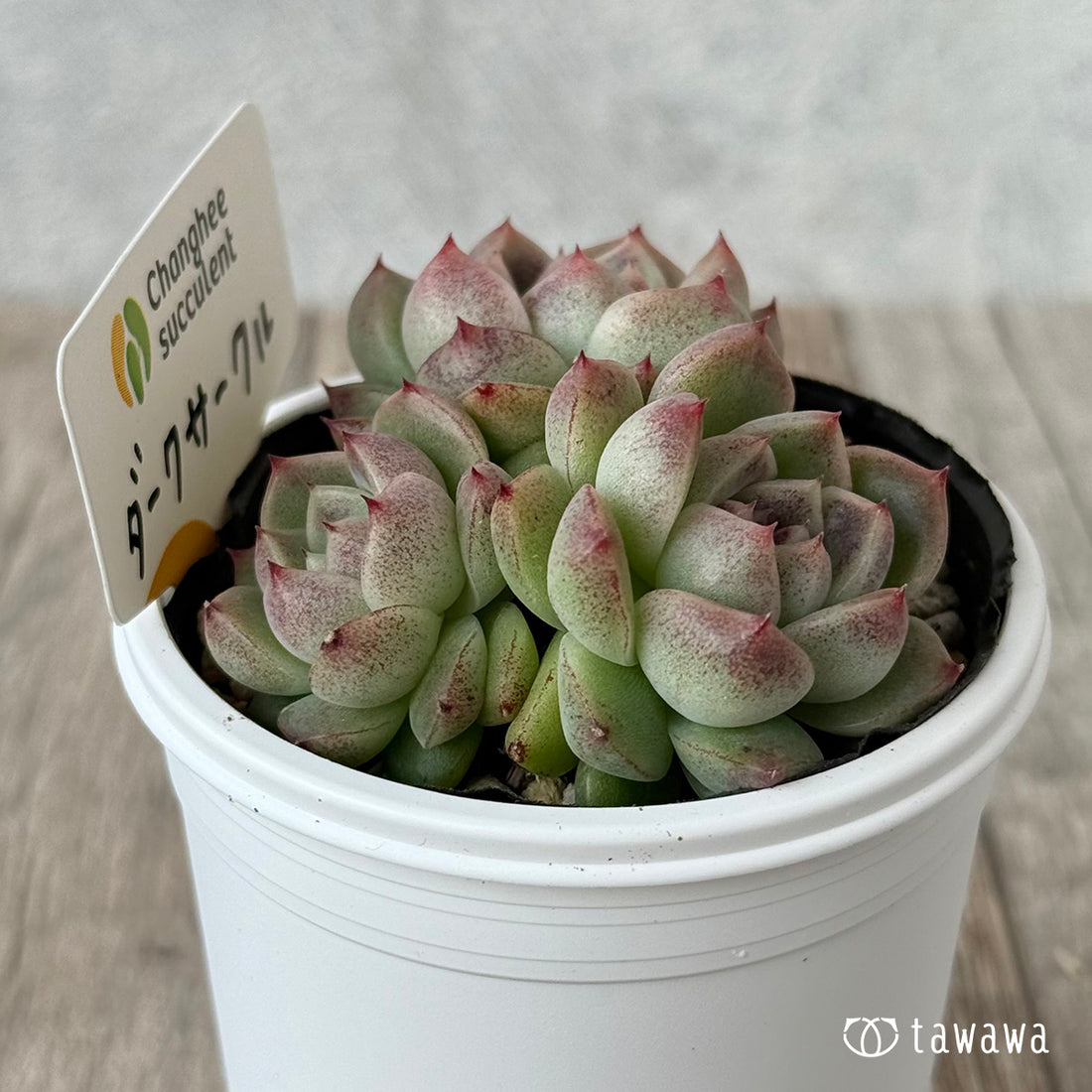 ＊新発売＊　ダークサークル②（チャンヒー農園）【tawawaハウス苗】