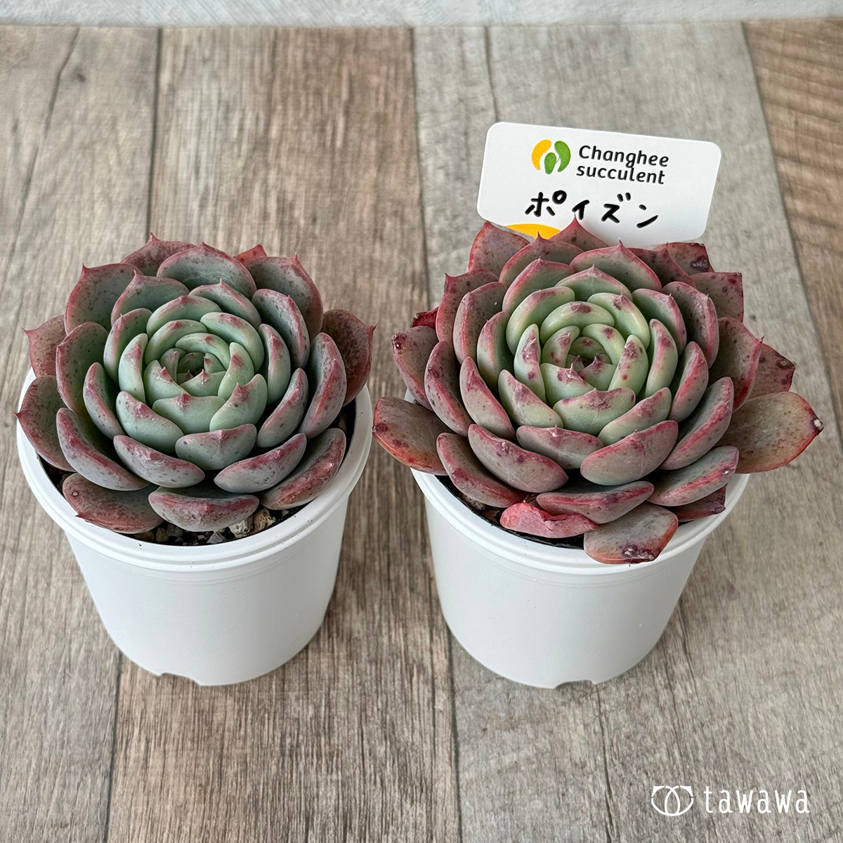 ＊新発売＊　ポイズン（チャンヒー農園）【tawawaハウス苗】