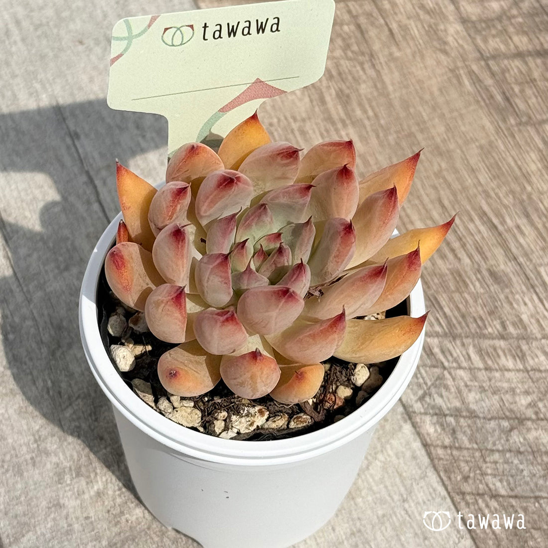 75. ＊新発売＊　名前のない苗 7　【tawawaハウス苗】