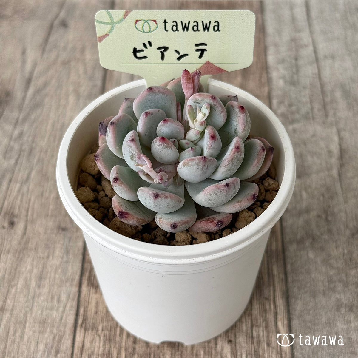 【4/15発売】ビアンテ（ビヤント）