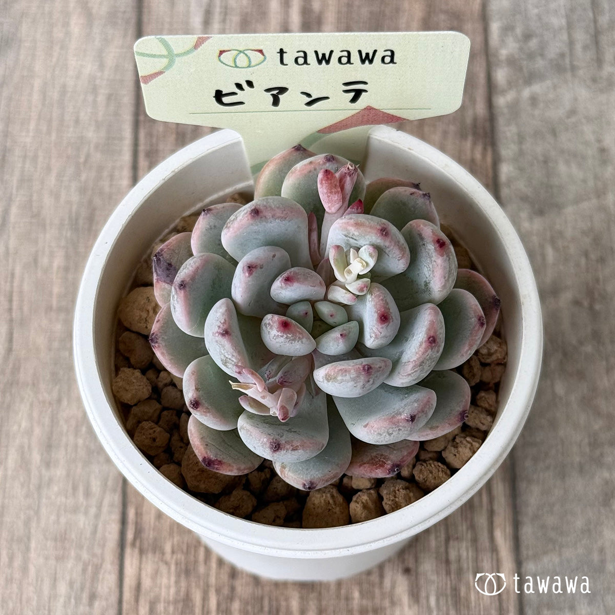 【4/15発売】ビアンテ（ビヤント）