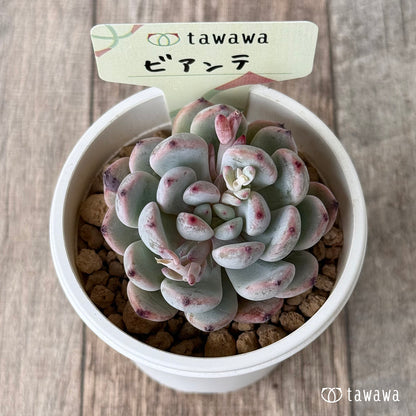 【4/15発売】ビアンテ（ビヤント）