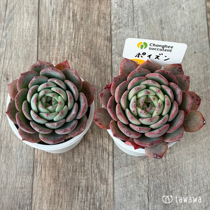 ＊新発売＊　ポイズン（チャンヒー農園）【tawawaハウス苗】