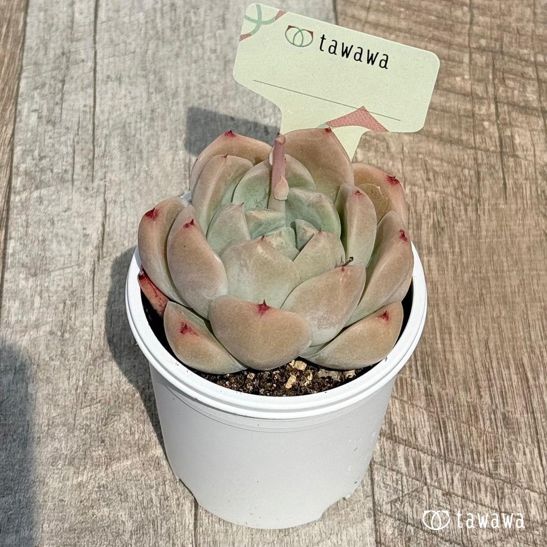 名前のない苗 8 【tawawaハウス苗】