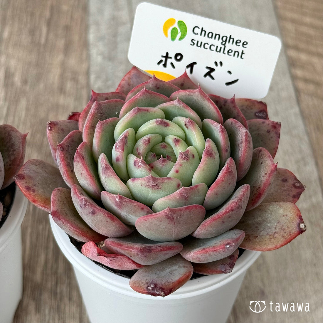 *新発売* ポイズン(チャンヒー農園)【tawawaハウス苗】