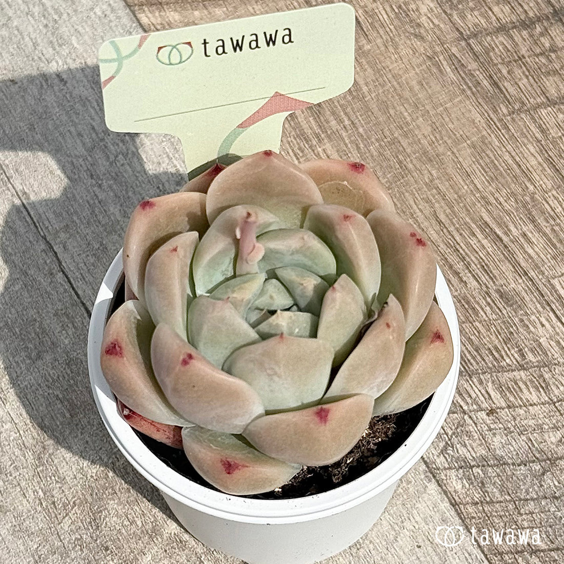 76. ＊新発売＊　名前のない苗 8　【tawawaハウス苗】