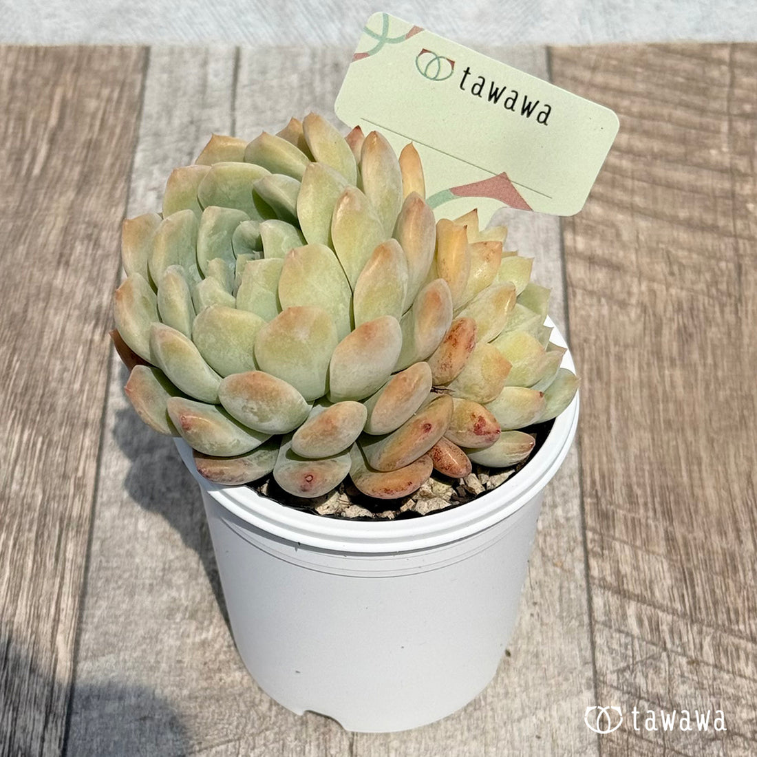 名前のない苗 9 【tawawaハウス苗】