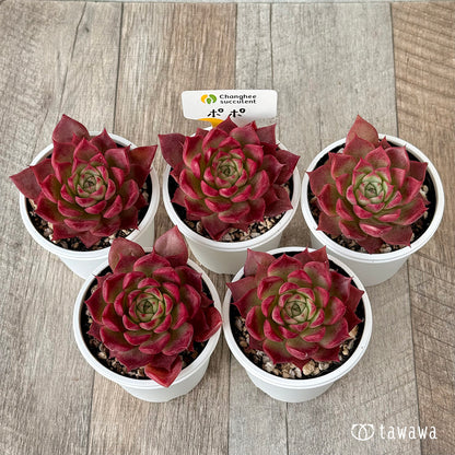 ＊新発売＊　ポポ（チャンヒー農園）【tawawaハウス苗】