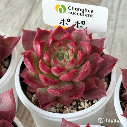 ＊新発売＊　ポポ（チャンヒー農園）【tawawaハウス苗】