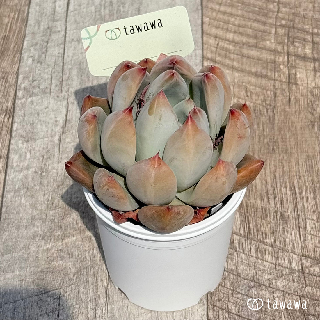 名前のない苗 10 【tawawaハウス苗】