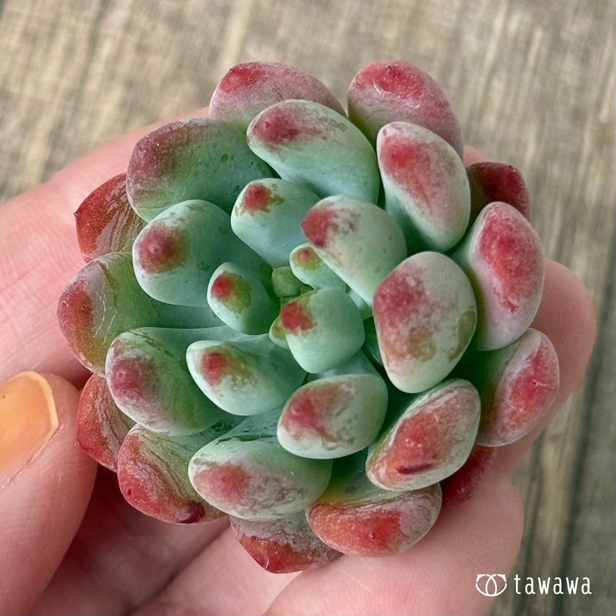 抜き苗Sedeveria pink ruby錦　激レア セデベリア – 多肉植物の通販・販売サイト tawawa