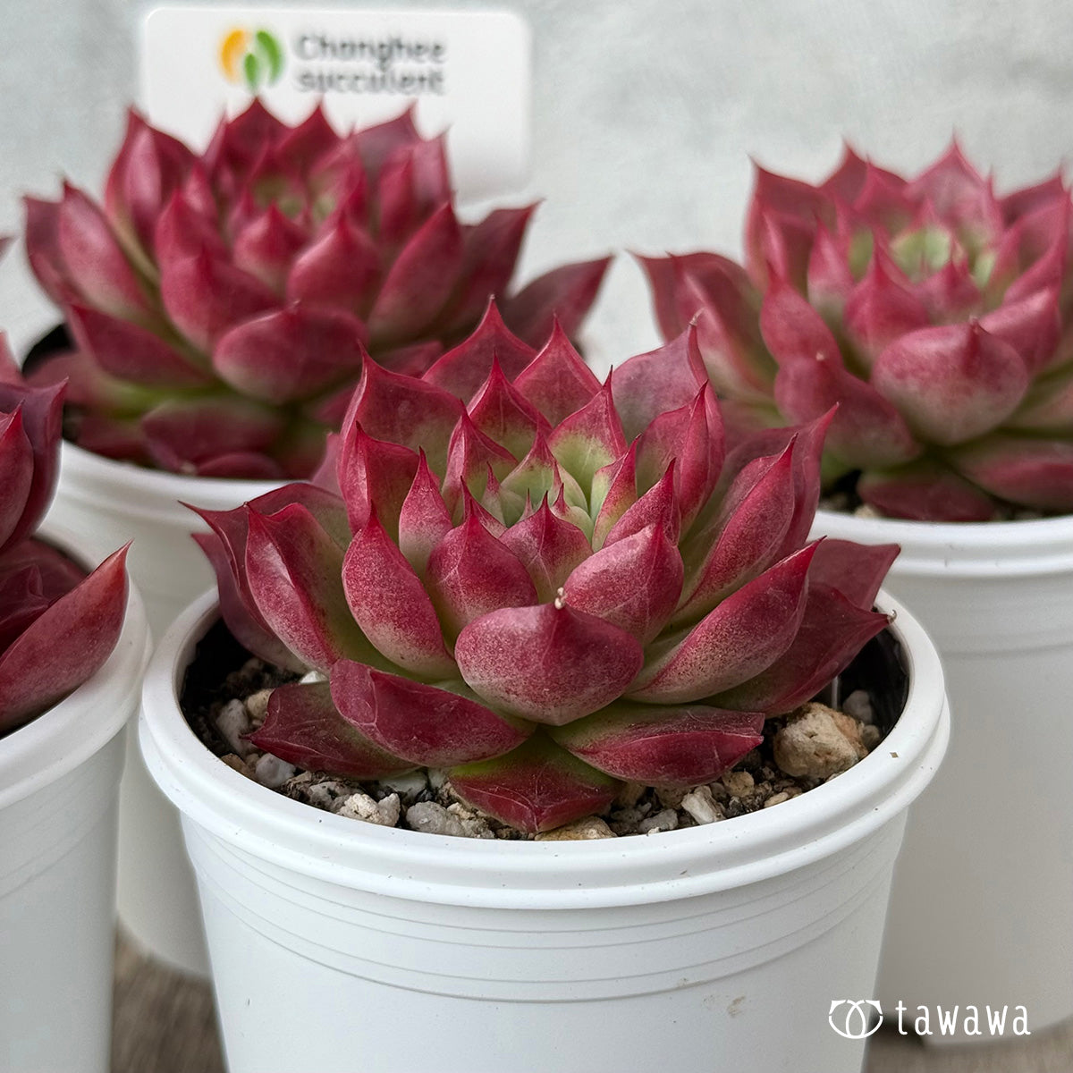 ＊新発売＊　ポポ（チャンヒー農園）【tawawaハウス苗】