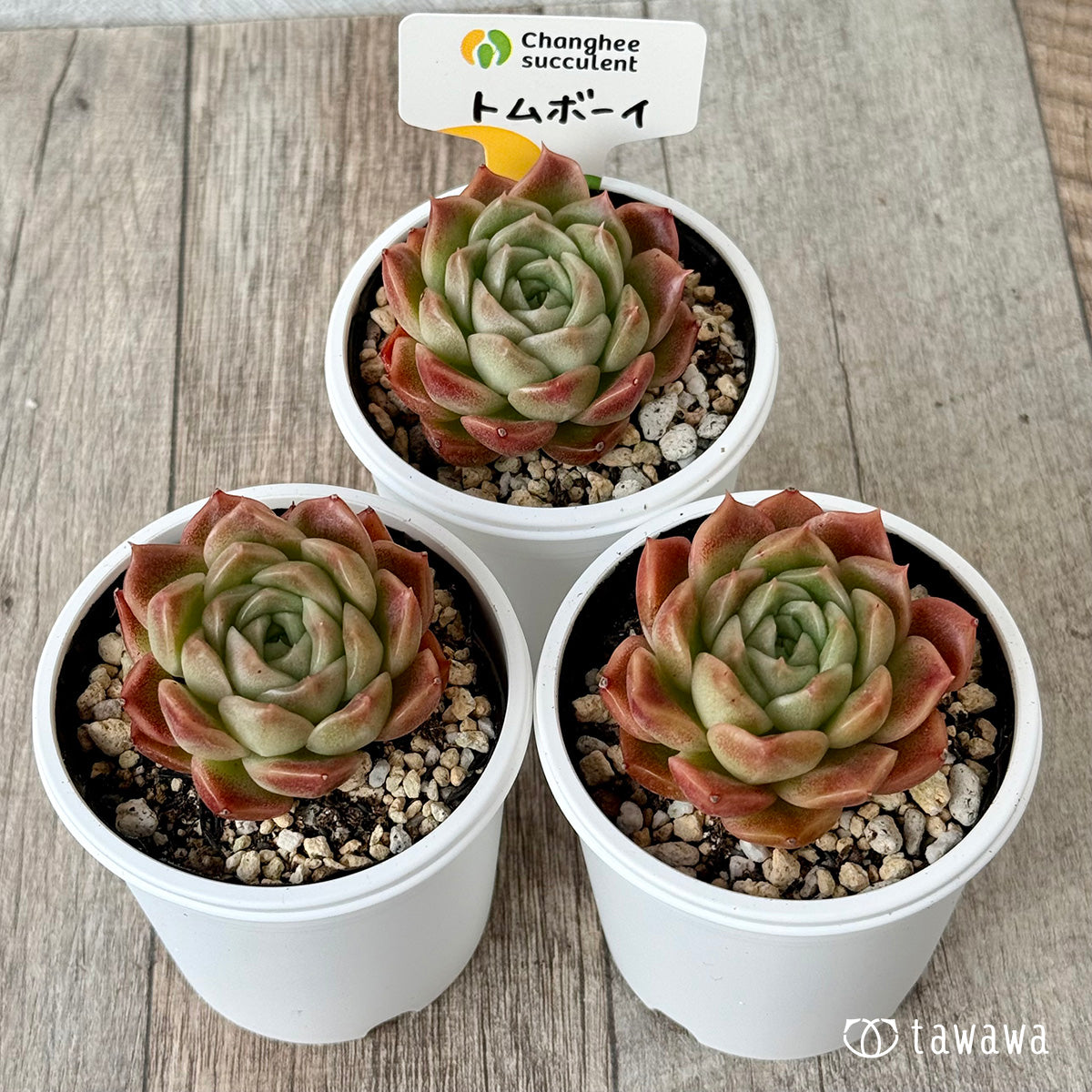 New Arrivals: Ice Green