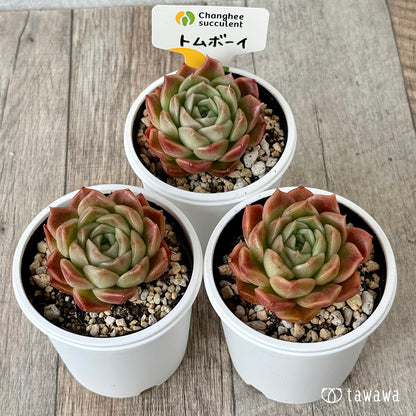 New Arrivals: Ice Green