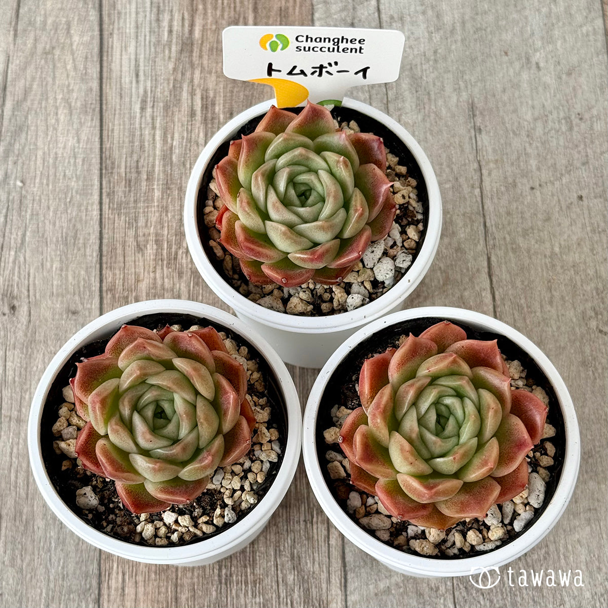 New Arrivals: Ice Green