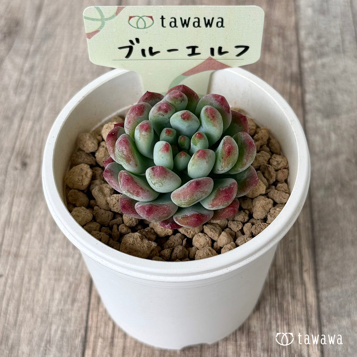 ブルーエルフ