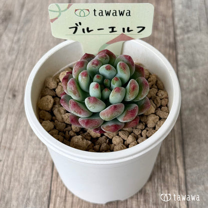 ブルーエルフ