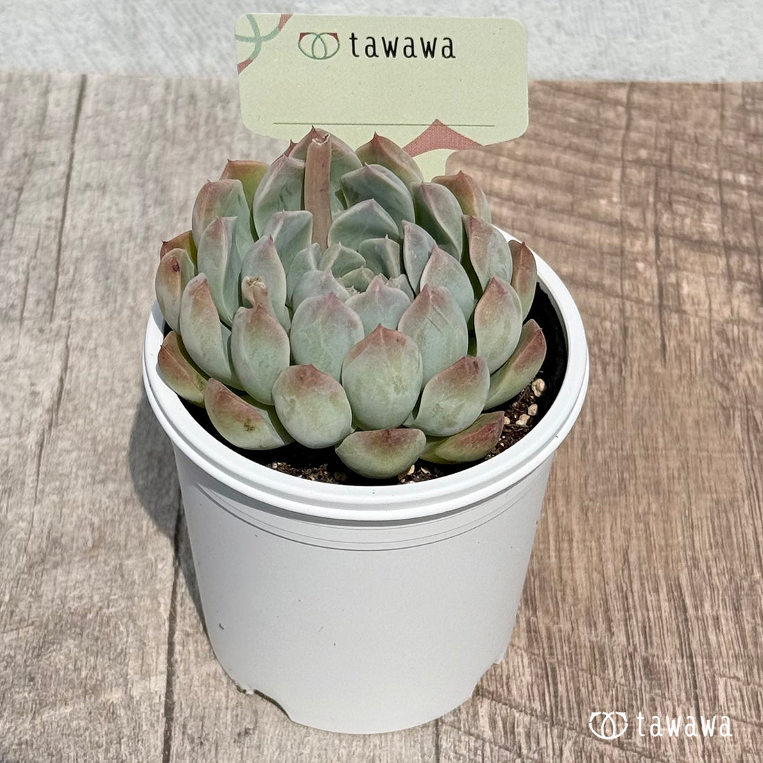 名前のない苗 11 【tawawaハウス苗】