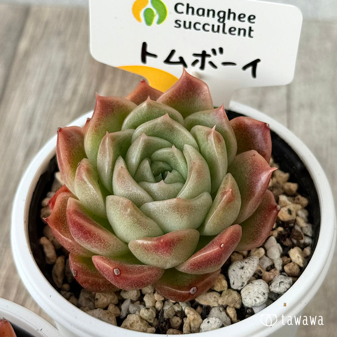 New Arrivals: Ice Green