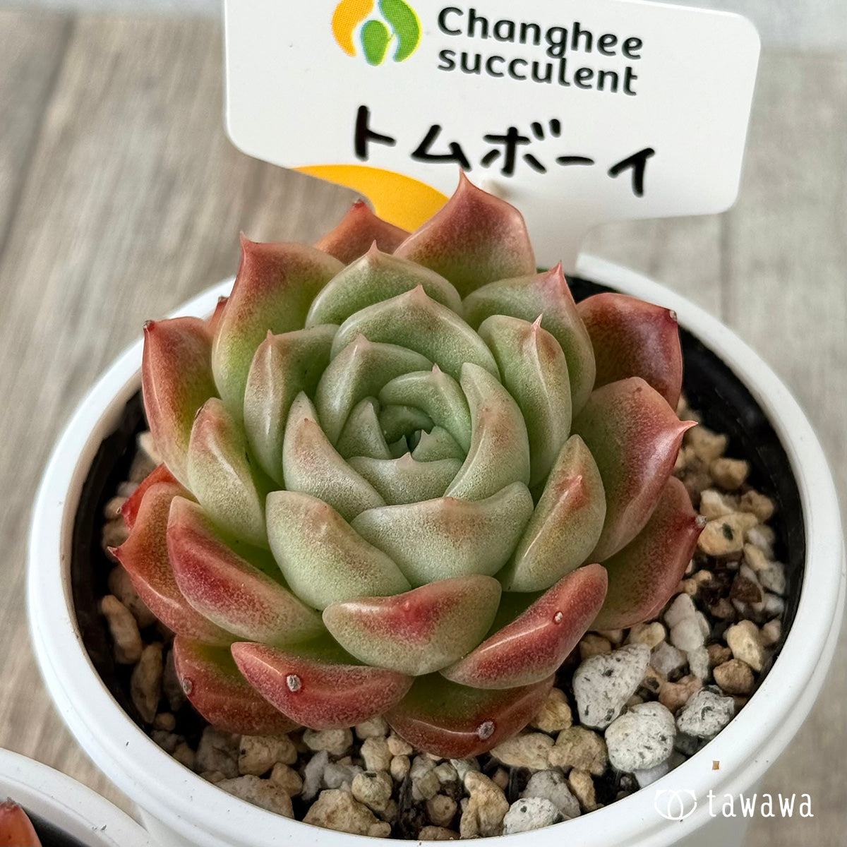 New Arrivals: Ice Green