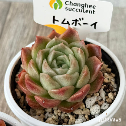 New Arrivals: Ice Green