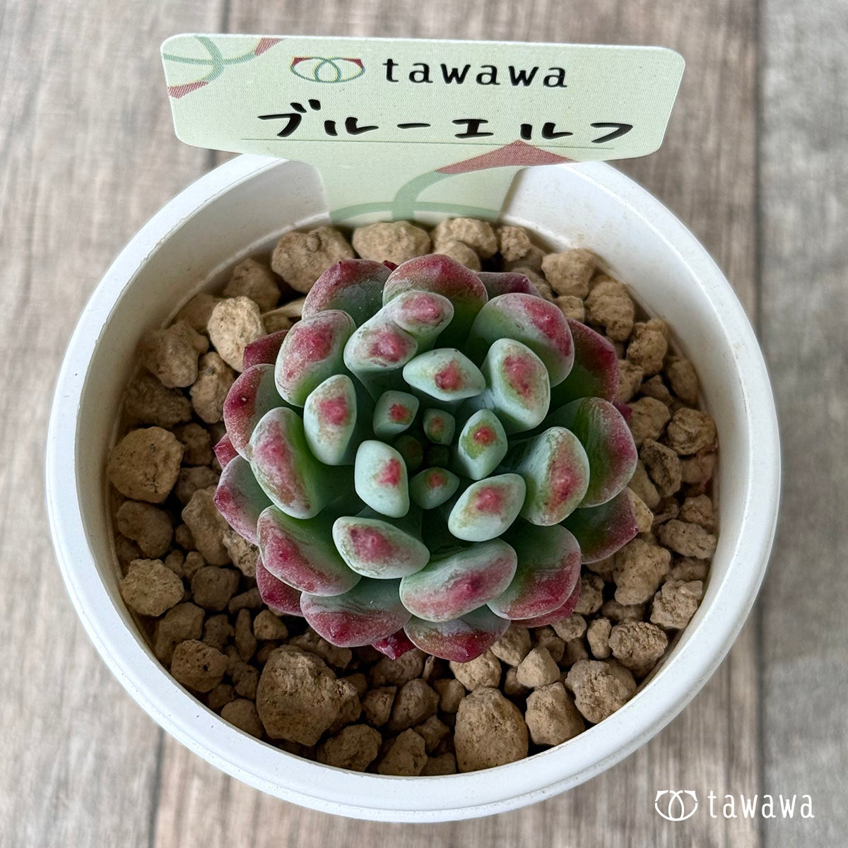 ブルーエルフ