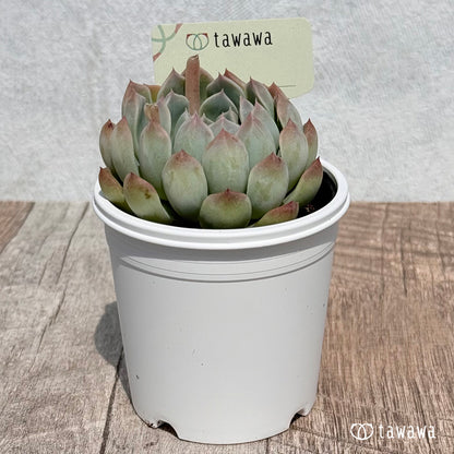 79. ＊新発売＊　名前のない苗 11　【tawawaハウス苗】