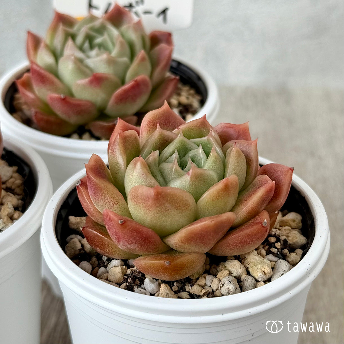 New Arrivals: Ice Green