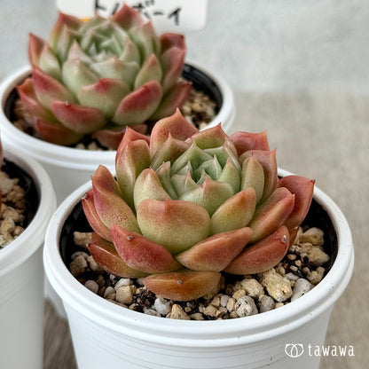 New Arrivals: Ice Green