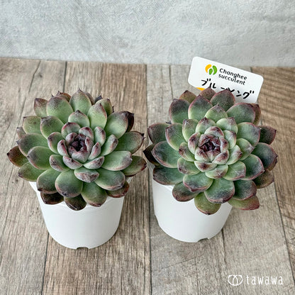 ＊新発売＊　ブルーソング（チャンヒー農園）【tawawaハウス苗】