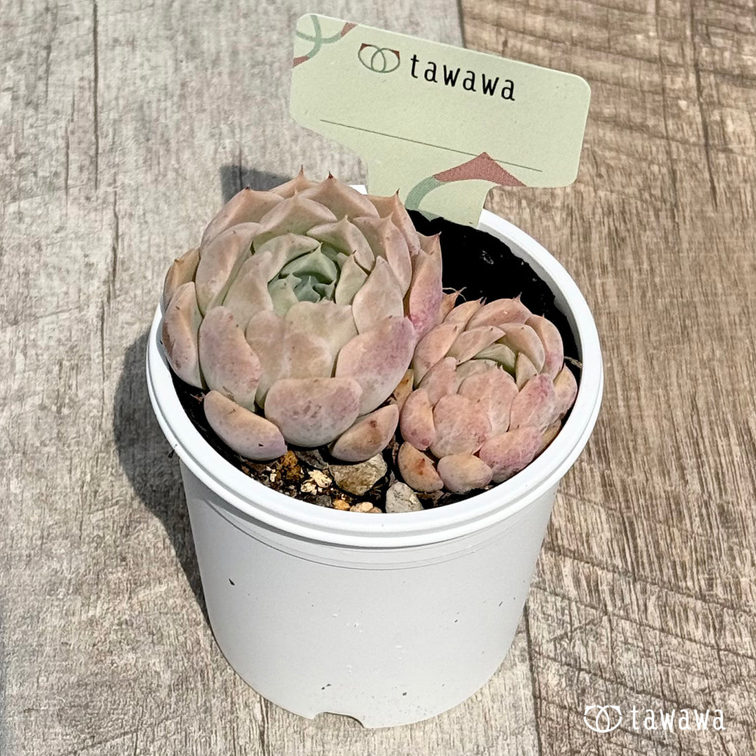 名前のない苗 13 【tawawaハウス苗】