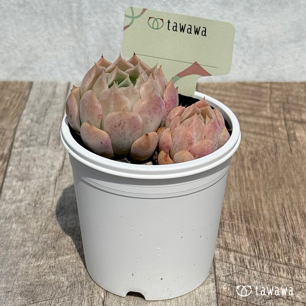 81. ＊新発売＊　名前のない苗 13　【tawawaハウス苗】