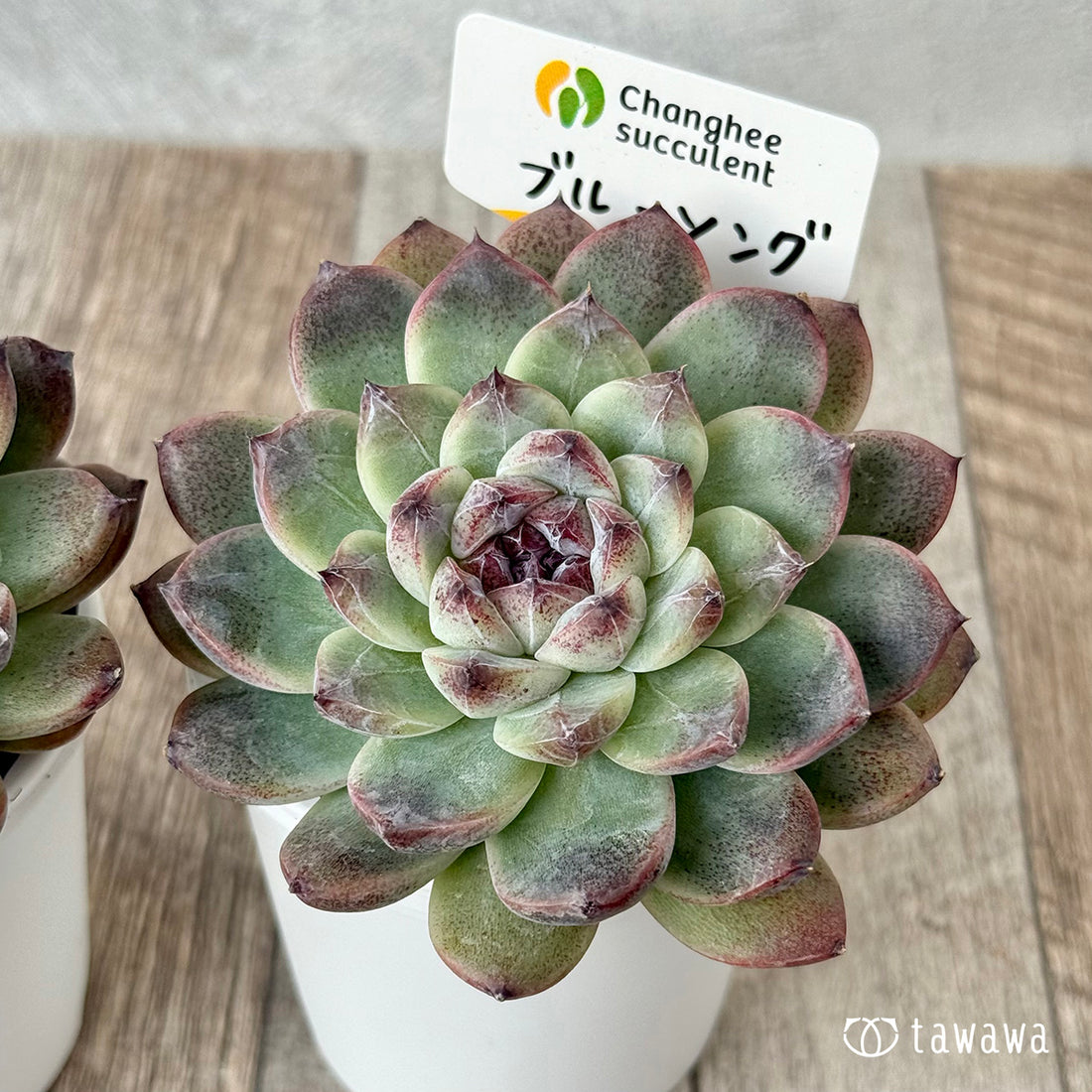 *新発売* ブルーソング(チャンヒー農園)【tawawaハウス苗】