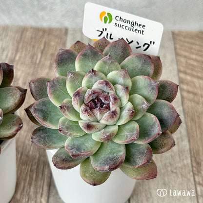 ＊新発売＊　ブルーソング（チャンヒー農園）【tawawaハウス苗】